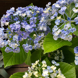 うず♡オタフクアジサイ♡山アジサイ♡紫陽花 12枚目の画像