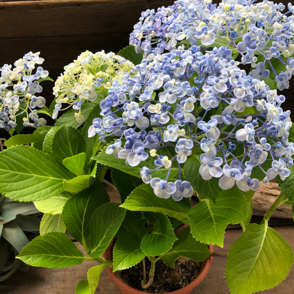 うず♡オタフクアジサイ♡山アジサイ♡紫陽花 15枚目の画像