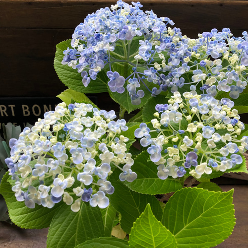 うず♡オタフクアジサイ♡山アジサイ♡紫陽花 アートフラワー パリ