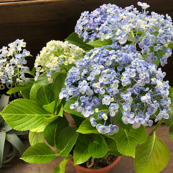 うず♡オタフクアジサイ♡山アジサイ♡紫陽花 19枚目の画像