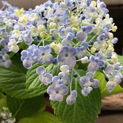 うず♡オタフクアジサイ♡山アジサイ♡紫陽花 9枚目の画像