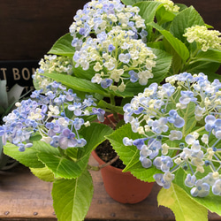 うず♡オタフクアジサイ♡山アジサイ♡紫陽花 8枚目の画像