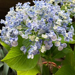 オタフクアジサイ現品A 　オマケ付 ウズアジサイ（オタフク）：紫陽花 ＊7〜8寸ポット植え 渦紫陽花