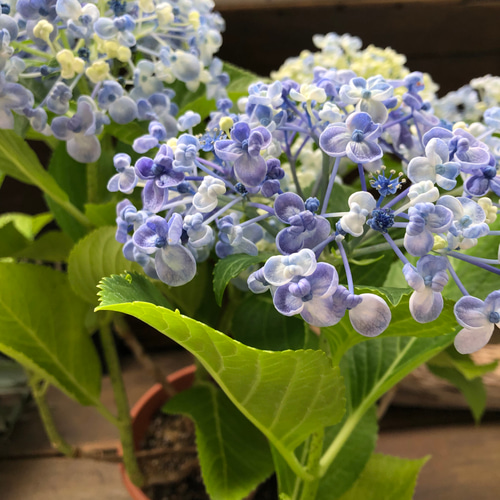 うず♡オタフクアジサイ♡山アジサイ♡紫陽花 アートフラワー パリ