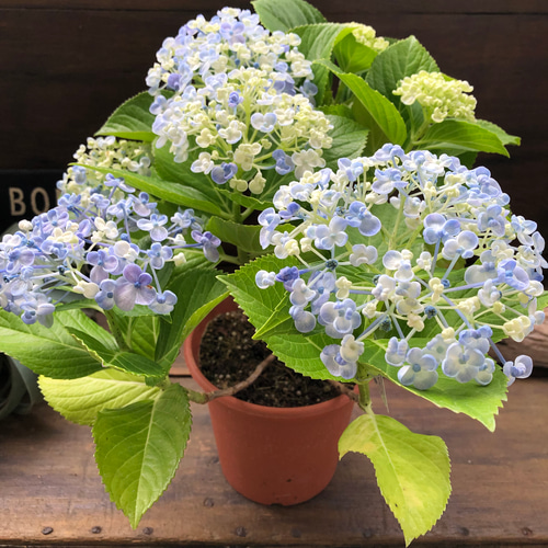 うず♡オタフクアジサイ♡山アジサイ♡紫陽花 アートフラワー パリ