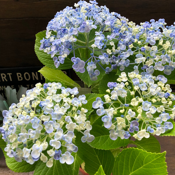 うず♡オタフクアジサイ♡山アジサイ♡紫陽花 7枚目の画像