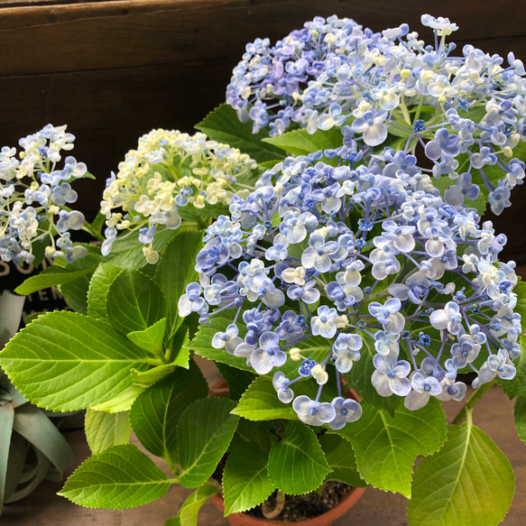 うず♡オタフクアジサイ♡山アジサイ♡紫陽花 13枚目の画像