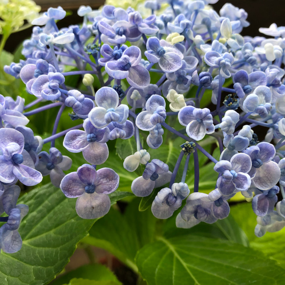 うず♡オタフクアジサイ♡山アジサイ♡紫陽花 5枚目の画像