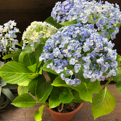 うず♡オタフクアジサイ♡山アジサイ♡紫陽花 2枚目の画像