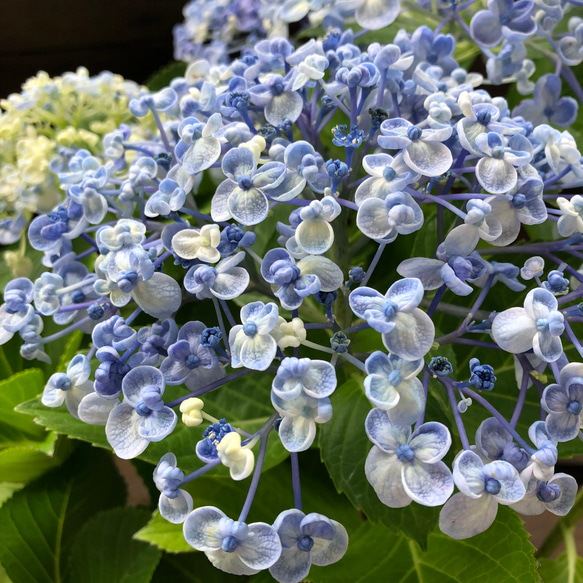 うず♡オタフクアジサイ♡山アジサイ♡紫陽花 14枚目の画像