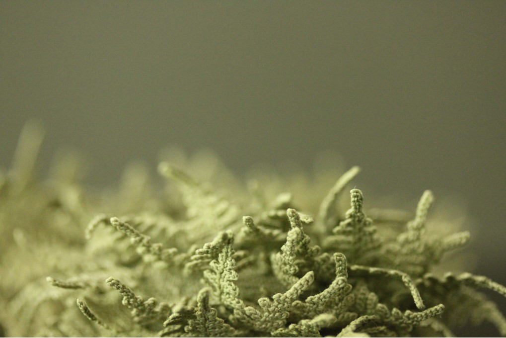 苔玉のブローチと苔玉の帯留め ハイゴケ 這苔