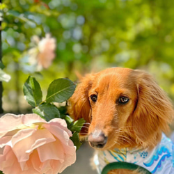 【送料無料】【ヴェルディ】ダックス 小型犬用洋服 綿ノースリーブ 犬服 ダックス プードル チワワ 11枚目の画像