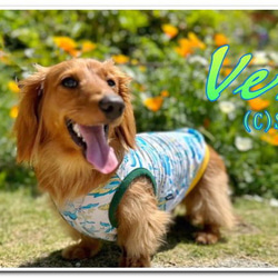 【送料無料】【ヴェルディ】ダックス 小型犬用洋服 綿ノースリーブ 犬服 ダックス プードル チワワ 5枚目の画像