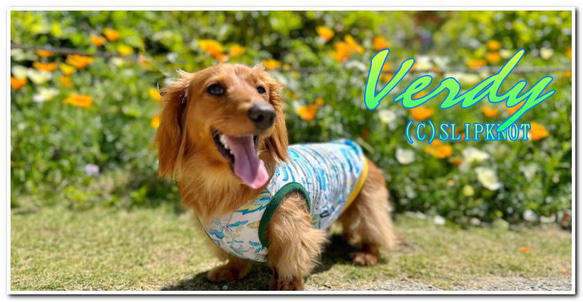 【送料無料】【ヴェルディ】ダックス 小型犬用洋服 綿ノースリーブ 犬服 ダックス プードル チワワ 5枚目の画像