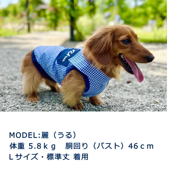 【送料無料】【チェッカード】ダックス　お名前入れ 小型犬用洋服 綿ノースリーブ 犬服 ダックス プードル チワワ 2枚目の画像