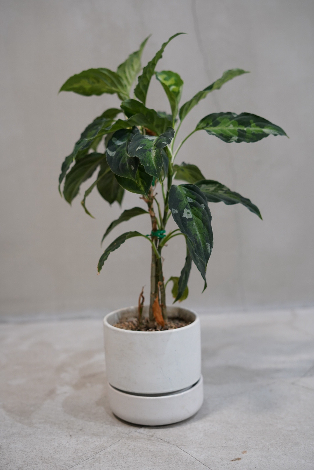 アグラオネマピクタム 送料無料　鉢こみ