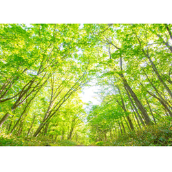 新緑のトンネル A4 A3 A2 北海道の自然 癒しの風景インテリアフォト