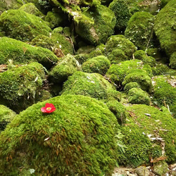 屋久島産 無農薬✨ 季節限定 大自然の恩恵 バスソルト 3枚目の画像