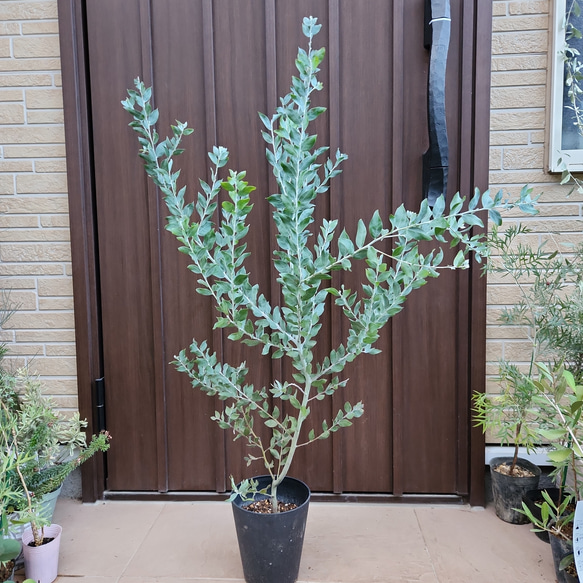 可愛い♪　パールアカシア　鉢植え　ミモザ苗　オージープランツ 7枚目の画像