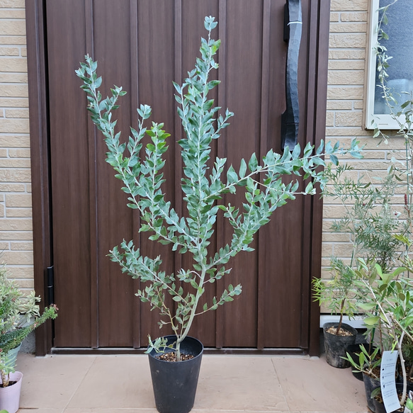 可愛い♪　パールアカシア　鉢植え　ミモザ苗　オージープランツ 2枚目の画像