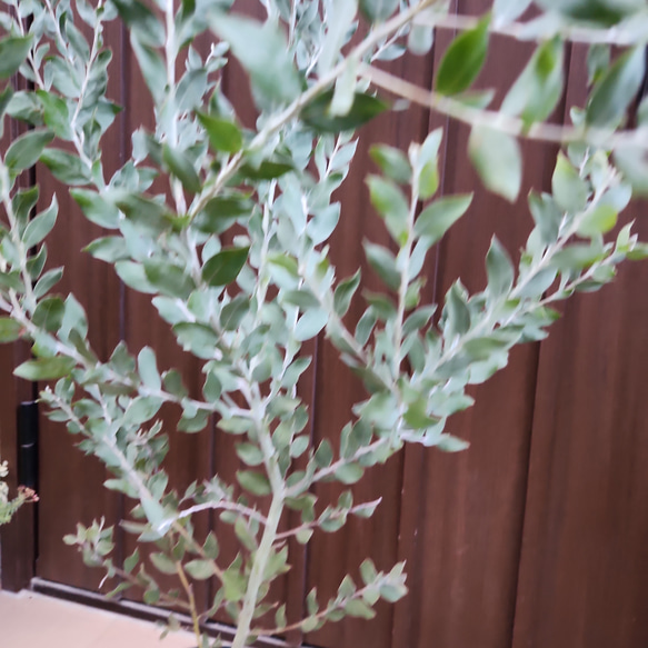 可愛い♪　パールアカシア　鉢植え　ミモザ苗　オージープランツ 4枚目の画像