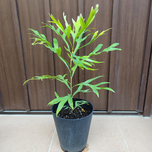 グレビレア ベイリアナ バイレアナ 鉢植え レア品種苗 グレビレア