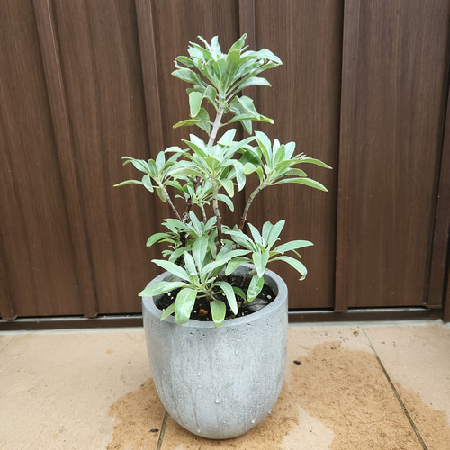 浄化のハーブ∞♡∞ カリフォルニアホワイトセージ コンクリート鉢植え