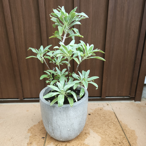 浄化のハーブ∞♡∞ カリフォルニアホワイトセージ コンクリート鉢植え