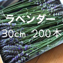 ご予約販売】ラベンダーグロッソ ラバンディン系 フレッシュ 生花 30cm 