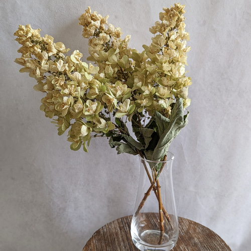 エクリュなカシワバアジサイ3本 アンティークなドライフラワー 花材