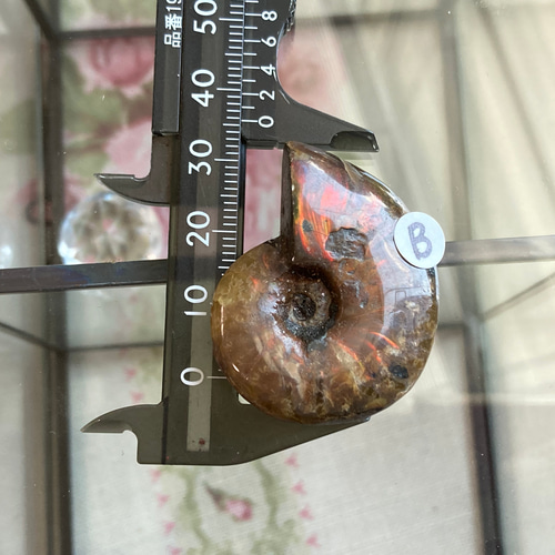 アンモナイト化石(レッドファイヤーカラー） 原石B 天然石