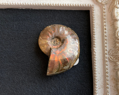 f64e4a4bdca416c34d13ac04e6f612