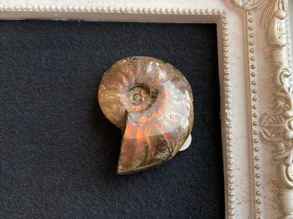 アンモナイト化石(レッドファイヤーカラー） 原石B 天然石