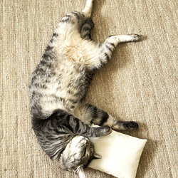 クーラー嫌いな猫さんの氷枕●03アンティーク　【受注製作】 12枚目の画像