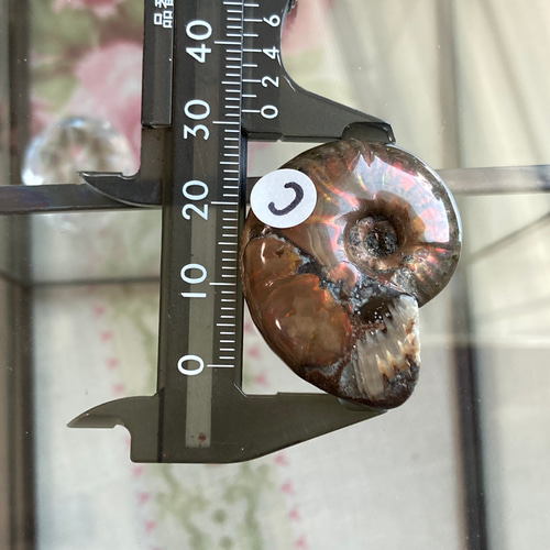 化石 骨格 標本 アンモナイト 50mm レッド系 Amazon | SCIENCE 化石