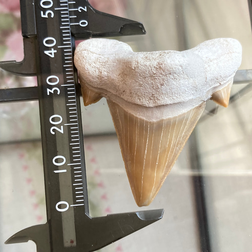 サメの歯化石（フォッシルシャークトゥース）B 天然石 マスカレード