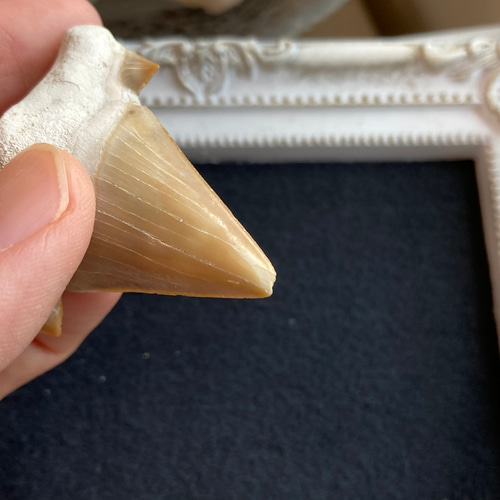 サメの歯化石（フォッシルシャークトゥース）B 天然石 マスカレード