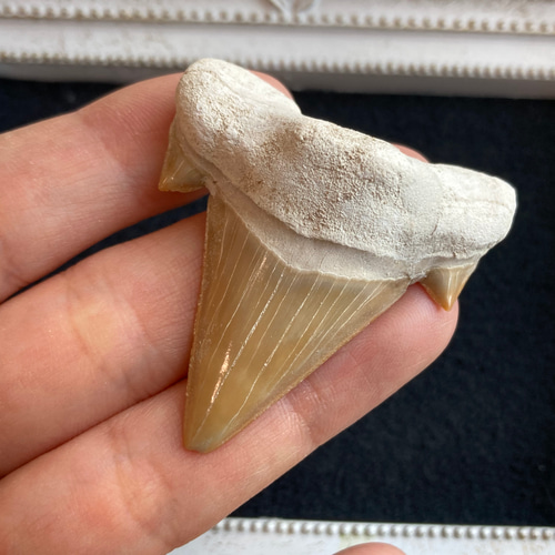 サメの歯化石（フォッシルシャークトゥース）B 天然石 マスカレード