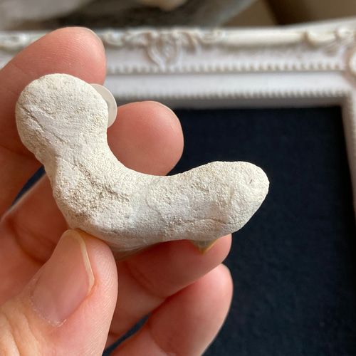 サメの歯化石（フォッシルシャークトゥース）B 天然石 マスカレード