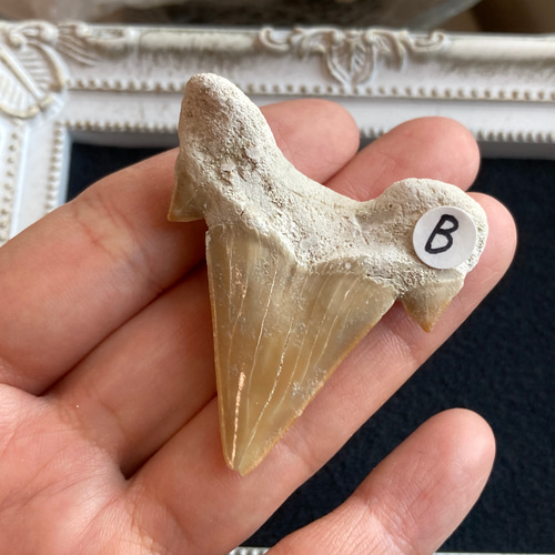 南米チリ産　サメの歯 化石 希少 マクラメ　ハンドメイド　標本　コレクション 南米チリ産 サメの歯 化石 希少 マクラメ ハンドメイド 標本