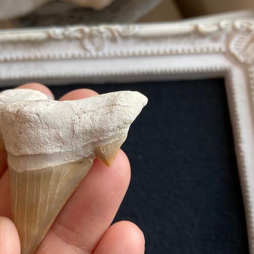 サメの歯化石（フォッシルシャークトゥース）B 天然石 マスカレード