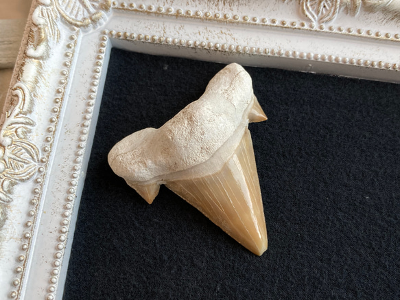サメの歯　　化石 E20844】サメの歯＊化石＊Fossil shark tooth | クリスタル
