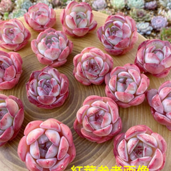 激レア覆輪斑 キュービックフロスティ錦 発根済み 多肉植物 多肉弁当