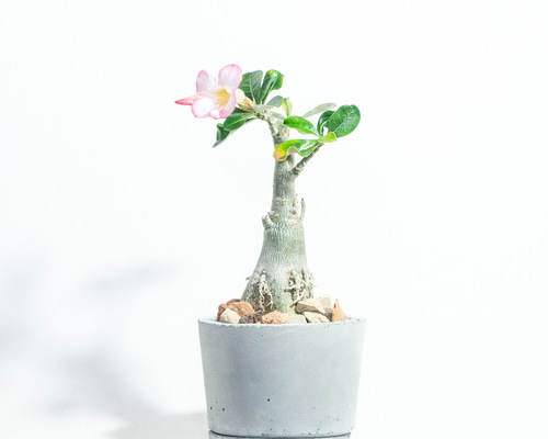 アテモヤ　鉢植え　花芽あり bd4add6f7b5a3b56d862b18fe409ef