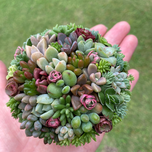 オーダー承ります 多肉植物寄せ植え そのまま飾れる ブーケ寄せ オーダー承ります 多肉植物寄せ植え そのまま飾れる ブーケ寄せ
