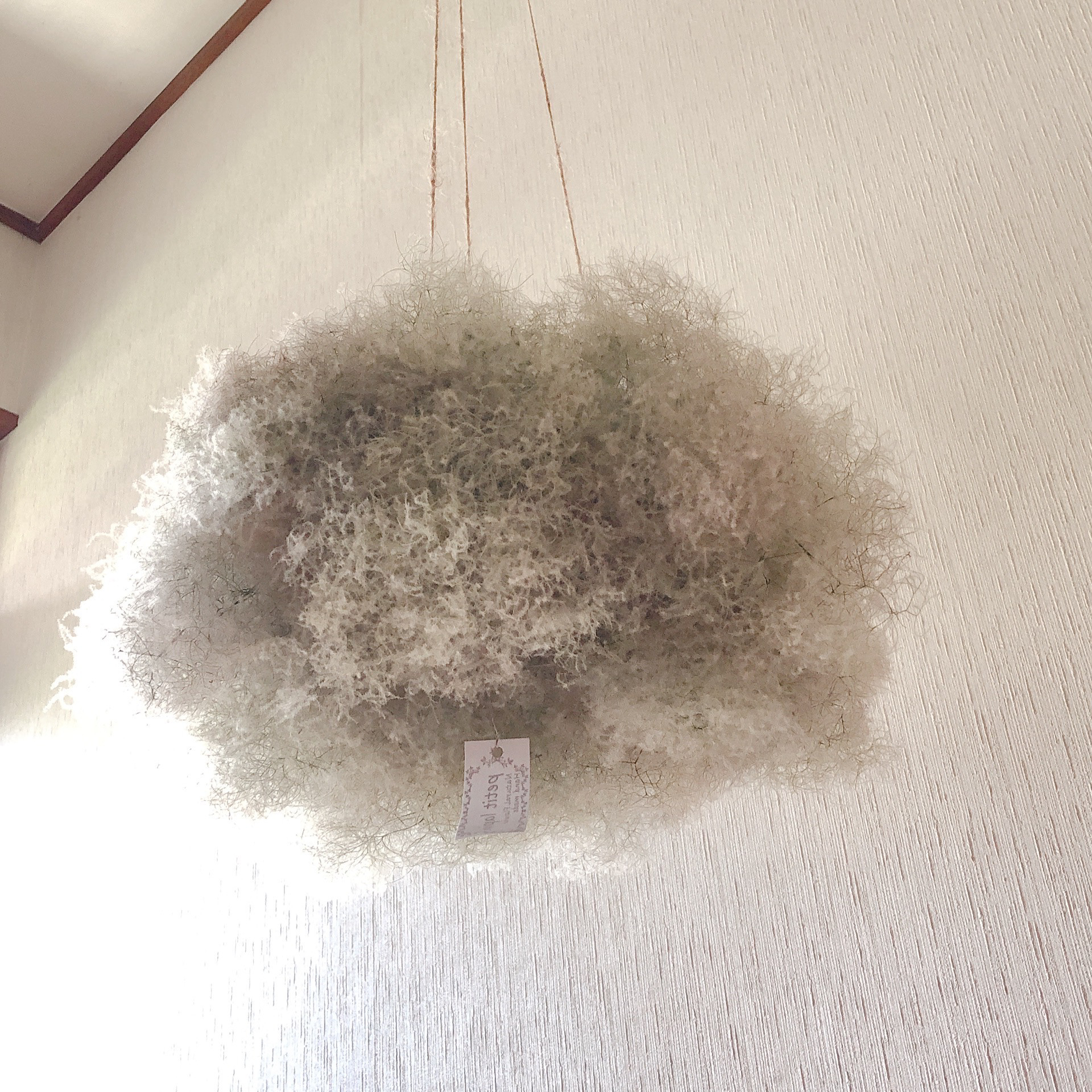 スモークツリー もふもふ フライングリース ③ L φ33cm 厚み20cm