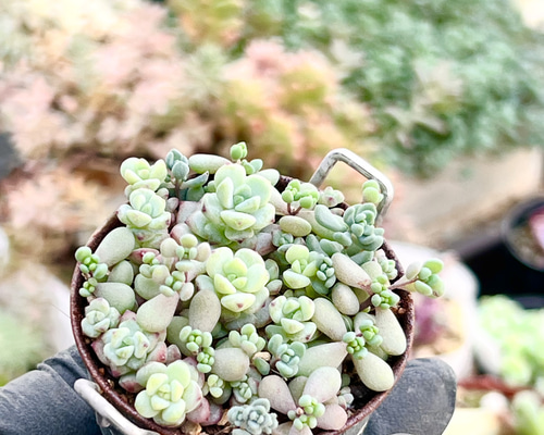 多肉植物  レア品種 Let's Be レア種・新品種 | PUKUBOOK SUCCULENTS