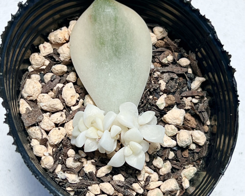 多肉植物 カット苗 ホワイトデュース 10個と葉挿しセット 1433921fd269c52fbacc041d1c84d0