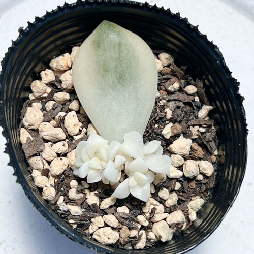 ティテュバンス錦＊葉挿し苗＊多頭＊多肉植物＊抜き苗 多肉植物 ＊N 