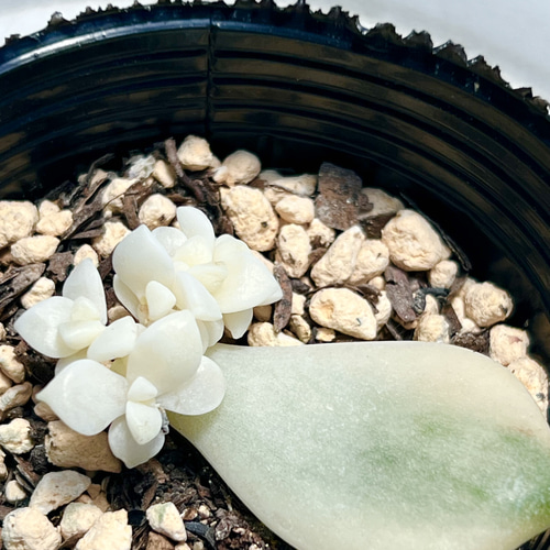 ティテュバンス錦＊葉挿し苗＊多頭＊多肉植物＊抜き苗 多肉植物 ＊N 